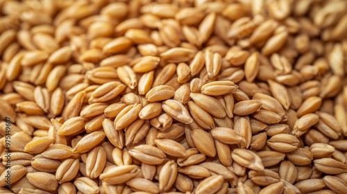 Primary commodity of wheat grains from large-scale industrial production. Freshly harvested wheat grains for sale on the world market.