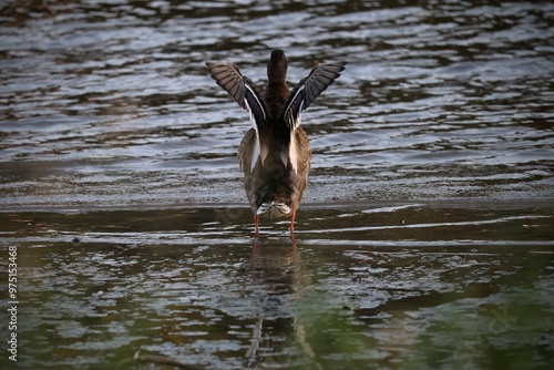 Fototapeta Duck flaps its wings