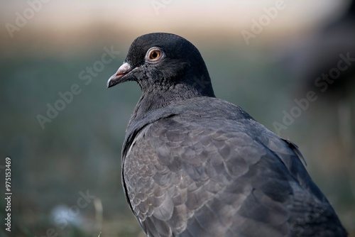 Obraz na płótnie Pigeon