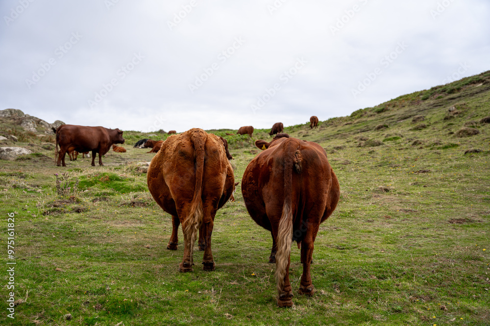 Two Brown Cows on Cornish Cliffs Surrounded by Greenery Two Brown Cows on Cornish Cliffs Surrounded by Greenery