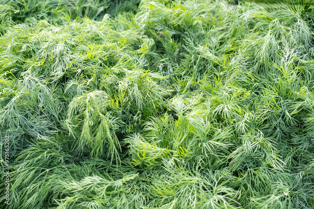 Fresh dill. Herbs for use in cooking. Green dill. Background from herbs. Useful dill for making salads and soups. Natural herbs for restaurant chef. Healthy food. Texture, pattern. Fresh dill. Herbs for use in cooking. Green dill. Background from herbs. Useful dill for making salads and soups. Natural herbs for restaurant chef. Healthy food. Texture, pattern.