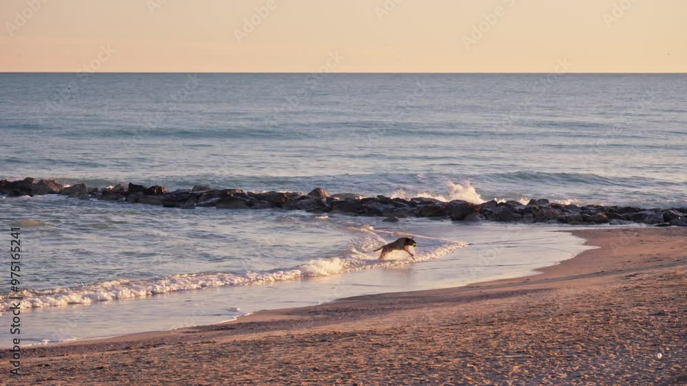 Dog running out of the sea at sunset Dog running out of the sea at sunset
