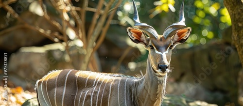 Lesser Kudu Tragelaphus Imberbis Has Colorful Striations photo