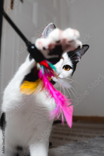 Black and White Cat Playing with Feathers