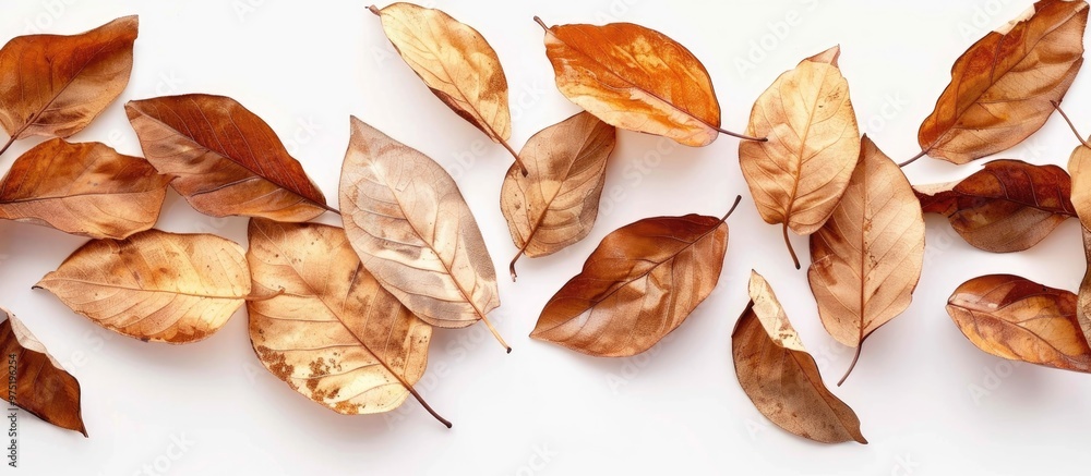 Many Dried Leaves On A White Background Isolate Many Dried Leaves On A White Background Isolate