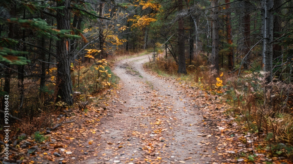 Obraz premium A rustic dirt road meandering through a pine forest, with fallen leaves and pine needles scattered along the path.
