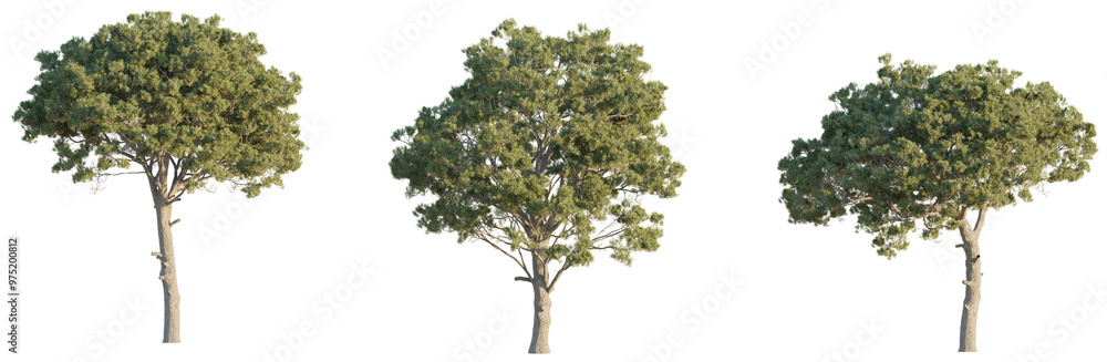 Fototapeta premium Staphylea colchica tree 4k png cutout