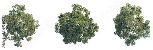 Pinus brutia tree plan top view png cutout isolate	 photo