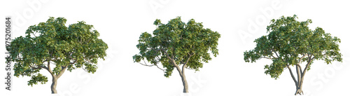 Tableau sur toile Ficus carica tree 4k png cutout isolate