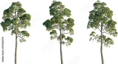 Cuadro en lienzo Pinus halepensis tree 4k png cutout isolate transparent background