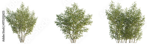 Staphylea colchica tree 4k png cutout isolate transparent background photo