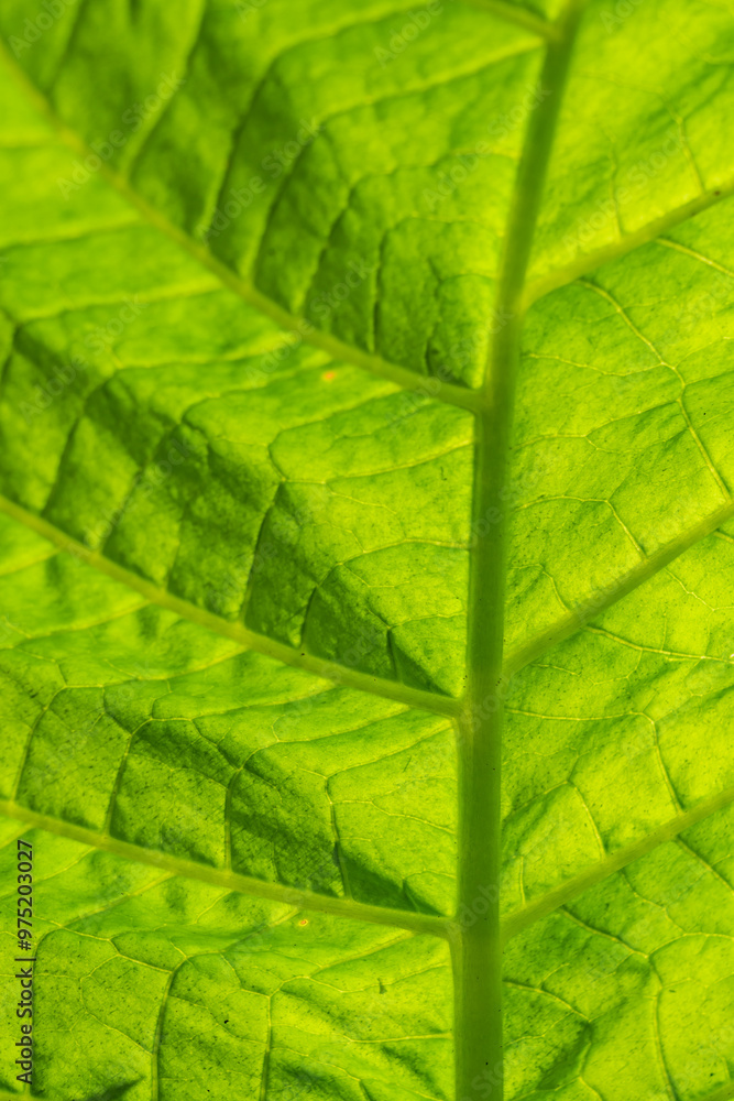 green leaves for wallpaper or desktop, with diffuse botanical texture background and full of life, intense colors and natural geometries green leaves for wallpaper or desktop, with diffuse botanical texture background and full of life, intense colors and natural geometries