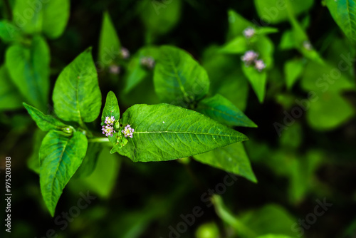 green leaves for wallpaper or desktop, with diffuse botanical texture background and full of life, intense colors and natural geometries photo