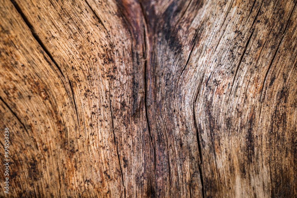 Obraz premium Wood texture full background with lines of cuts and scratches of the tree in the form of a board for wall or furniture or floors of a rustic architecture with geometries