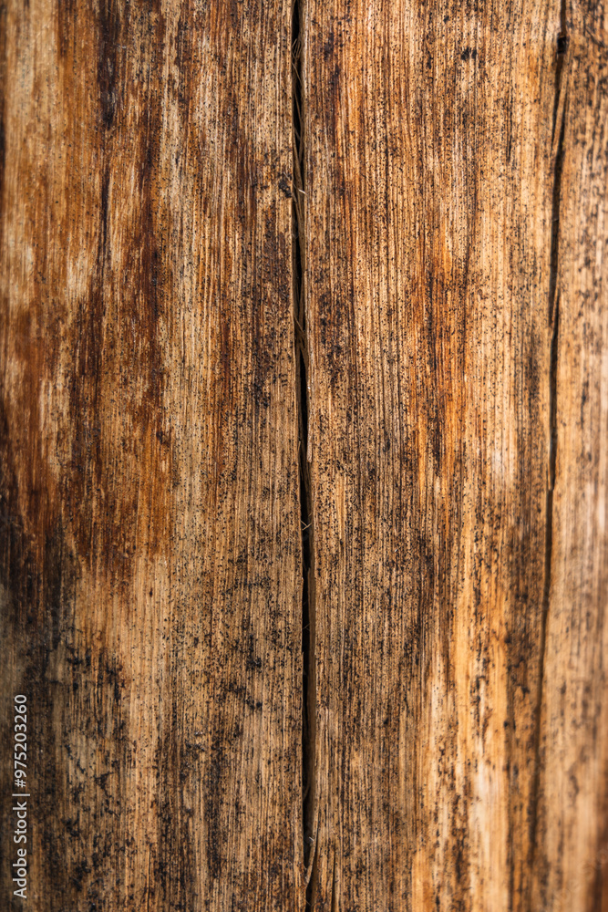 Obraz premium Wood texture full background with lines of cuts and scratches of the tree in the form of a board for wall or furniture or floors of a rustic architecture with geometries