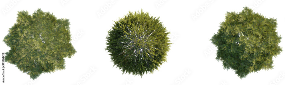 Thuja occidentalis tree plant 4k png cutout Thuja occidentalis tree plant 4k png cutout