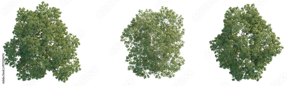 Enkianthus campanulatus tree plant 4k png cutout
Enkianthus campanulatus tree plant 4k png cutout