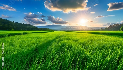 Vibrant Green Rice Paddies Under a Sunny Sky Reflecting Light, Symbolizing Growth and the Beauty of Nature