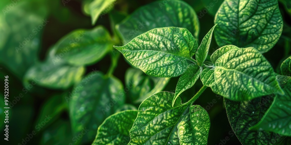 Obraz premium Indications of fungal disease on potato foliage
