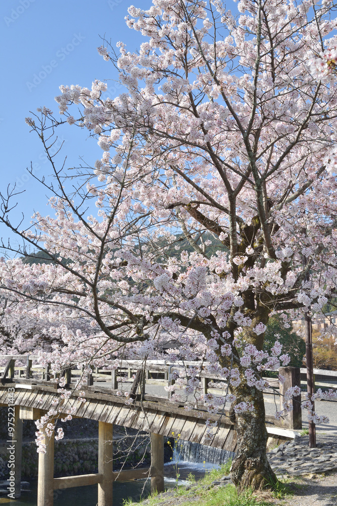 嵐山の桜と中ノ島橋