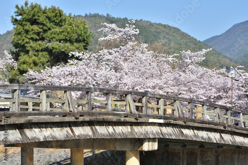 嵐山の桜と中ノ島橋 photo