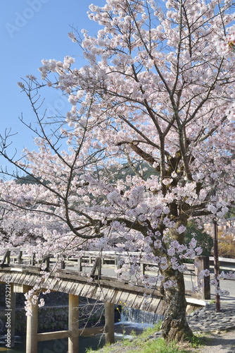 嵐山の桜と中ノ島橋 photo