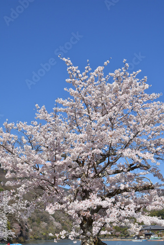 嵐山の桜