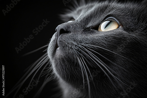 closeup of a black cat's face with yellow eyes looking up pet portrait, animal photography, black and white, cute, adorable, moody, whimsical, pet, animal, feline