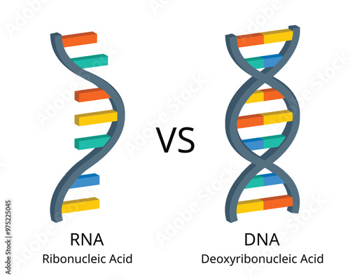 comparison of RNA or ribonucleic acid to DNA or deoxyribonucleic acid