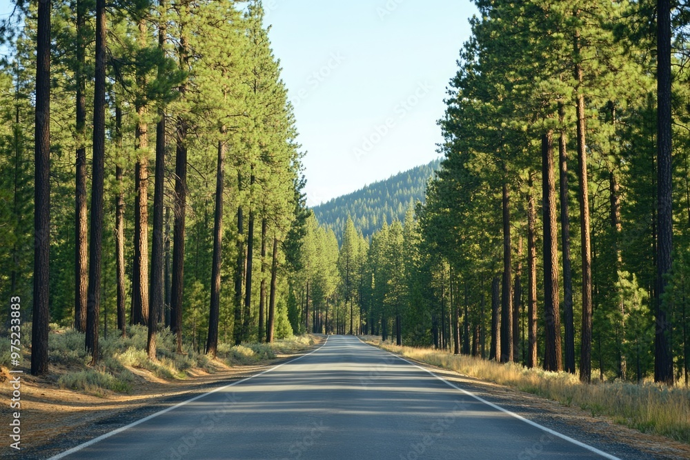Fototapeta premium Empty road lined with towering pine trees, peaceful and isolated