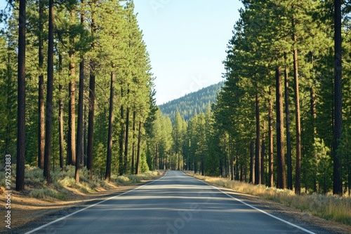 Empty road lined with towering pine trees, peaceful and isolated