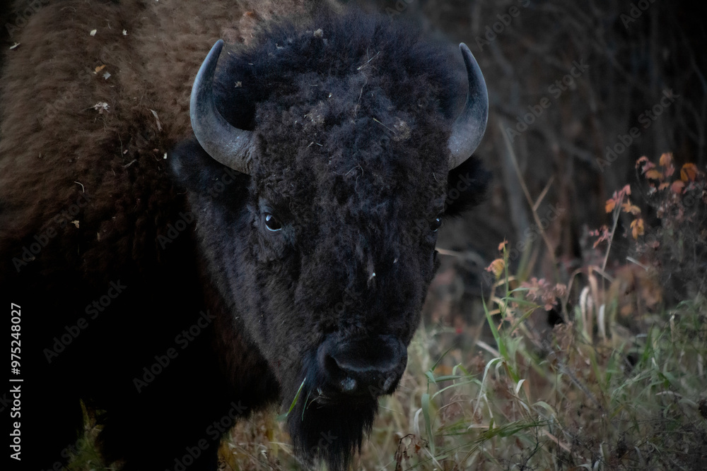 Fototapeta premium buffalo in the field