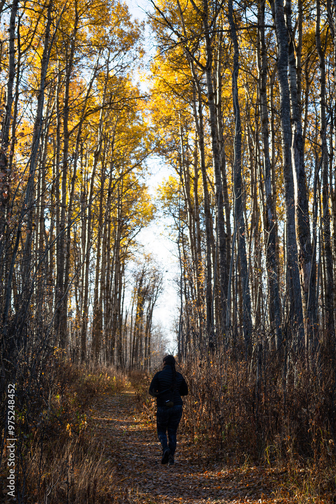 Fototapeta premium walk in the woods