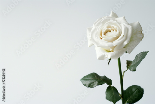 Single Rose on Clean Solid Background