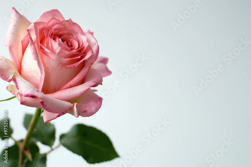 Single Rose on Clean Solid Background