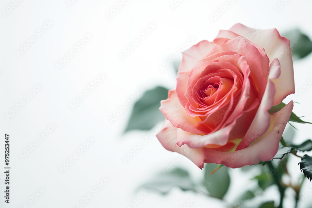 Single Rose on Clean Solid Background Single Rose on Clean Solid Background