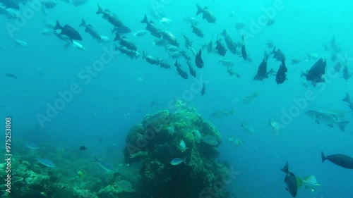 Wallpaper Mural Fish, coral reefs and swimming in nature, underwater and wildlife or habitat, aquatic and tropical. Marine life, creature and Indonesia in ocean, sea animals and ecosystem or travel in wilderness Torontodigital.ca