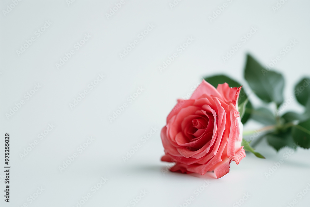 Fototapeta premium Single Rose on Clean Solid Background