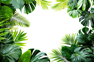 A green leafy plant with a white background