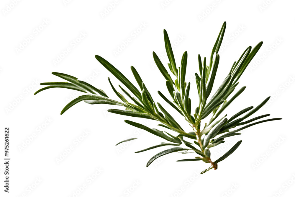 Fototapeta premium rosemary herb isolated on transparent background