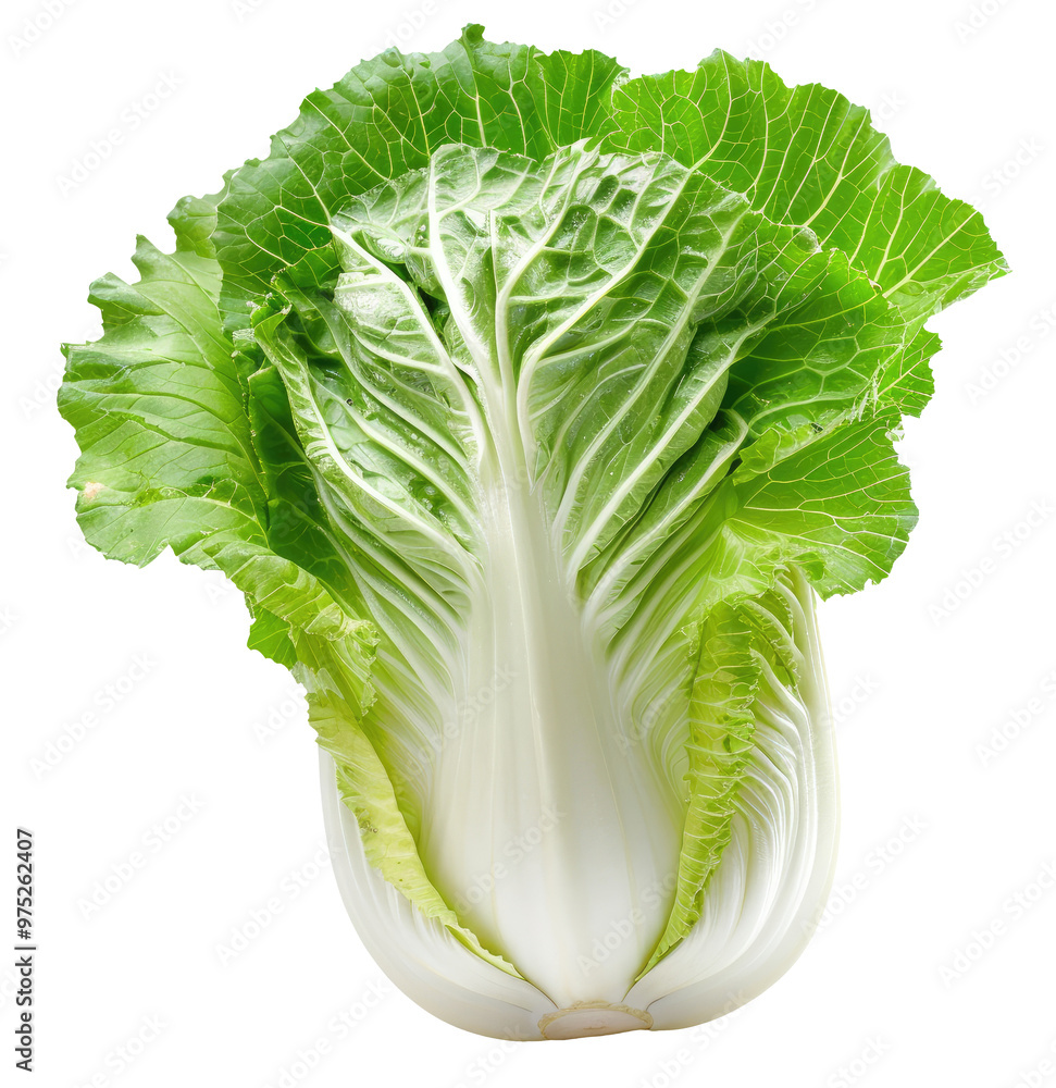 Obraz premium Chinese cabbage isolated on transparent background