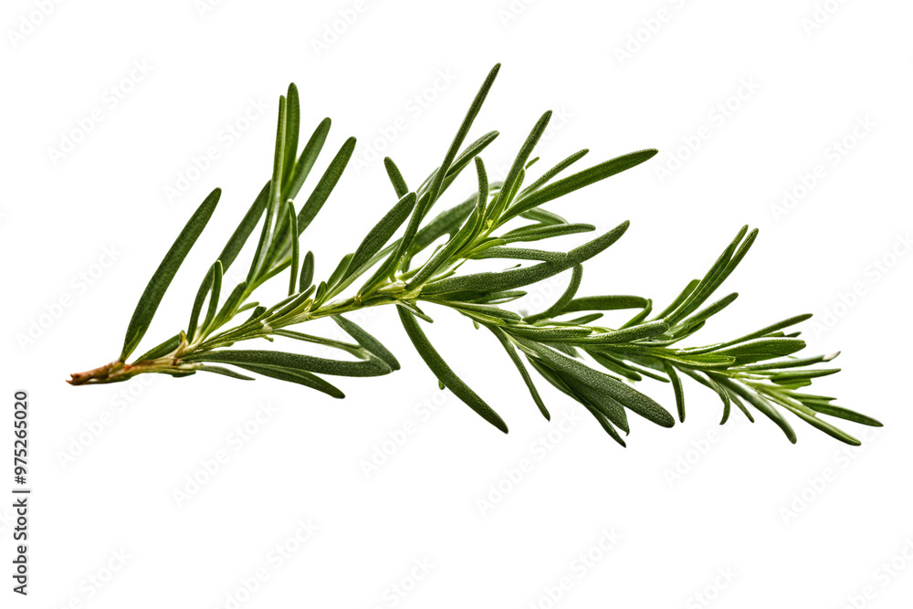 twig of rosemary isolated on transparent background twig of rosemary isolated on transparent background
