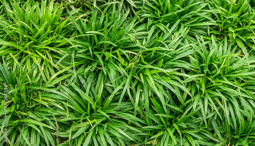 Green grass texture pattern natural