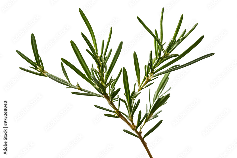 Naklejka premium rosemary herb isolated on transparent background