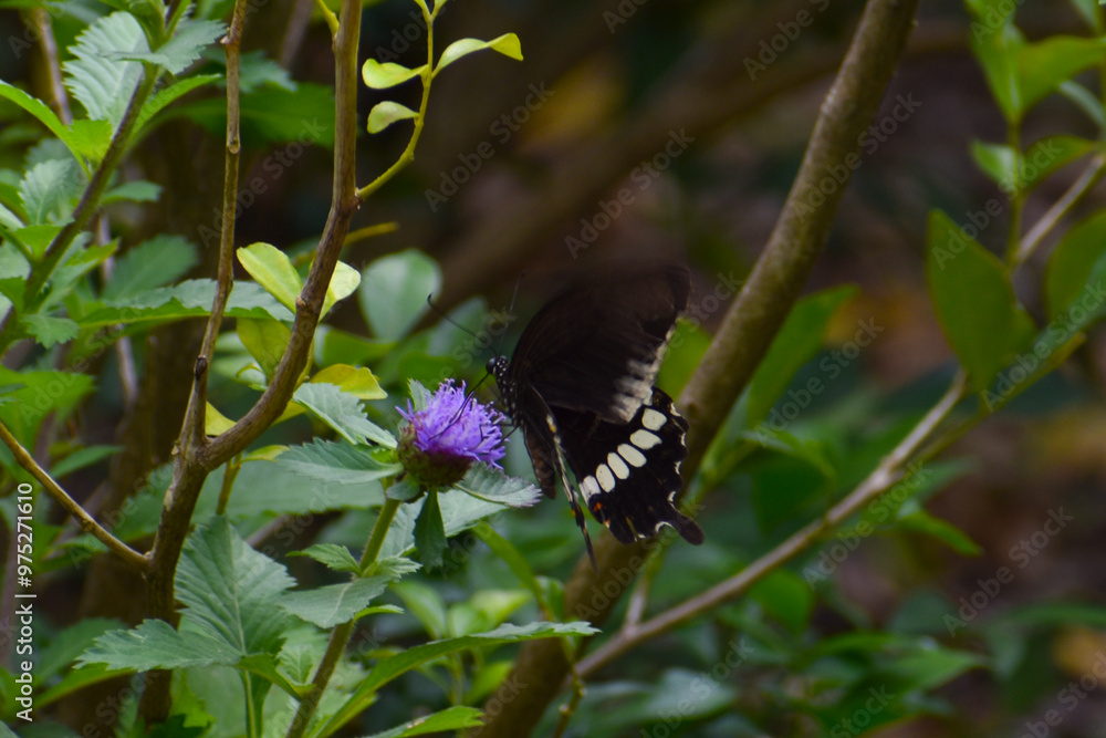 butterfly on a leaf