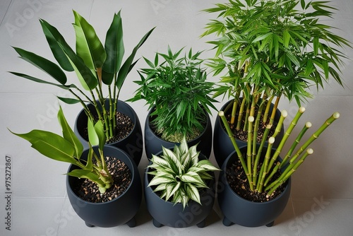 Top Down 3D Visualization of Unique Exotic Plant Varieties Featuring Ficus Alii and Bamboo in Elegant Planter photo