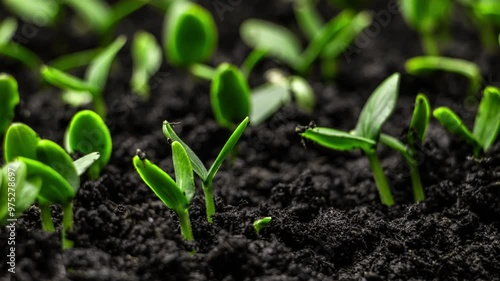 Growing plants in timelapse, Sprouts Germination, Seeds sprout through the soil, Newborn seeds, The birth of a new life in nature, Cutting a sprout through the ground
