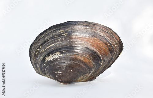 shell on white photo