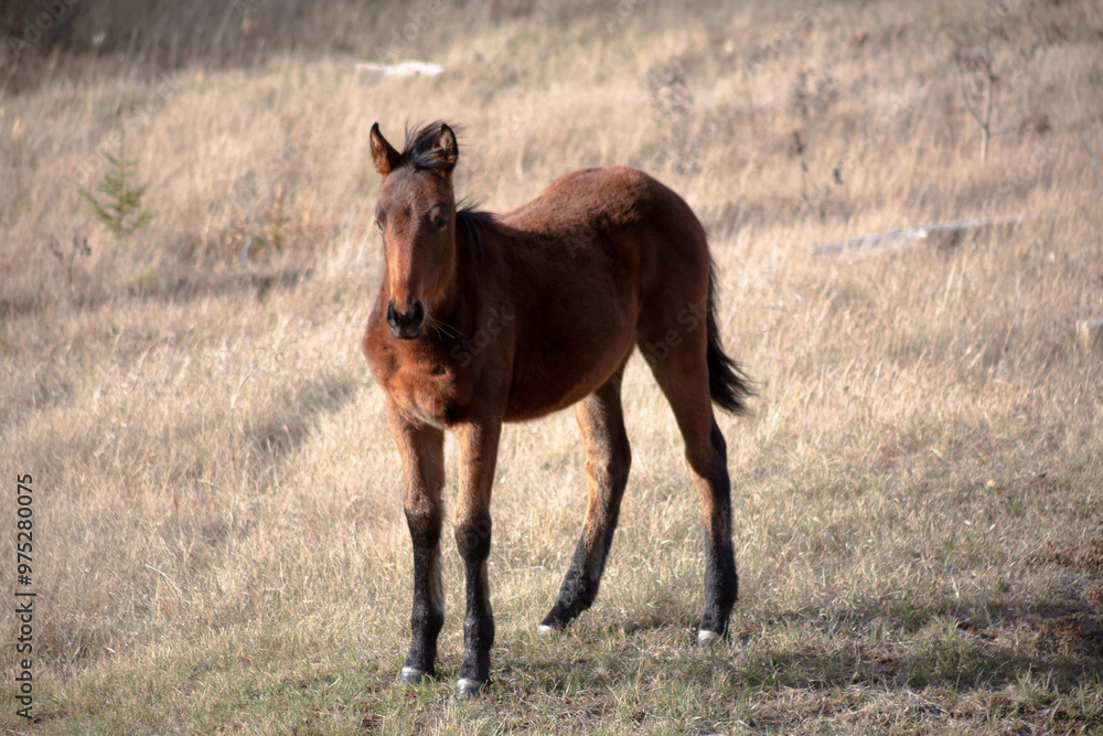 horse in the field horse in the field