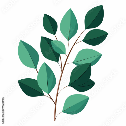 eucalyptus leaves and branches on a white background